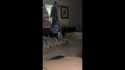 Bluetick coonhound throws full tantrum over his fav spot to sit