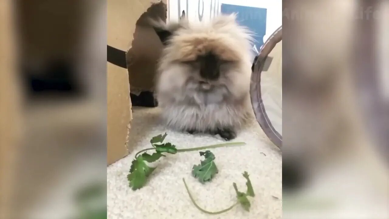 🤣 Funniest Dogs and Cats Awesome Funny Pet Animals Videos 😇