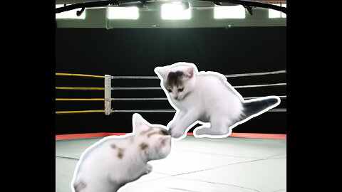 Kitties engage in an epic battle - Funny and cute cat video - 2023