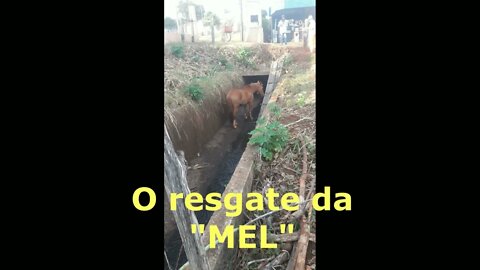 Resgate da Égua Mel Chamou Atenção em Campina da Lagoa