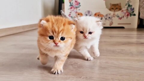 Now we can not be stopped! We got out of the nest! Funny kittens