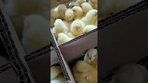 #babychicks #cornishcross #meatchickens #meatbirds #chickens #homesteading #farm #farmanimals