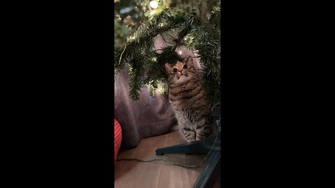 Christmas cat