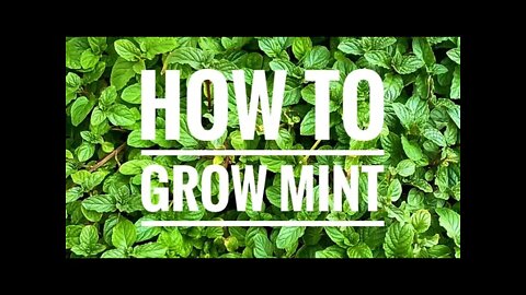 How to grow mint at home/ easiest way to grow mint/ without any expense grow mint at home