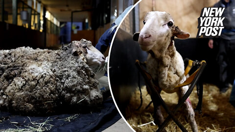 Lamb with 88 pounds of wool gets a makeover