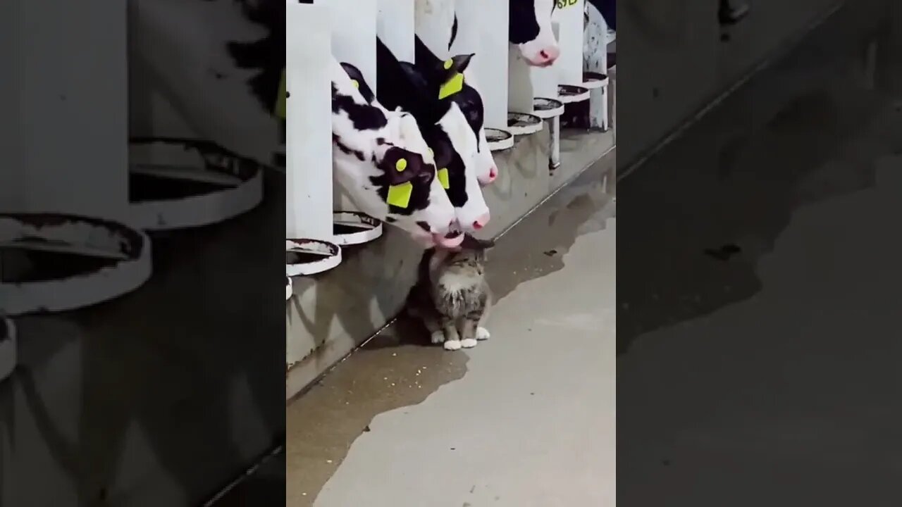 Farm cat living a good life π»πΎπ #shorts