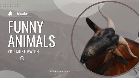 Animals Crazy Moments | Episode 060