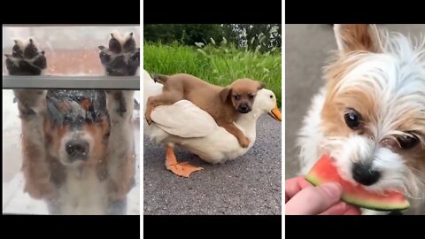 CUTE AND FUNNY DOG VIDEOS COMPILATION - BABY DOGS #03