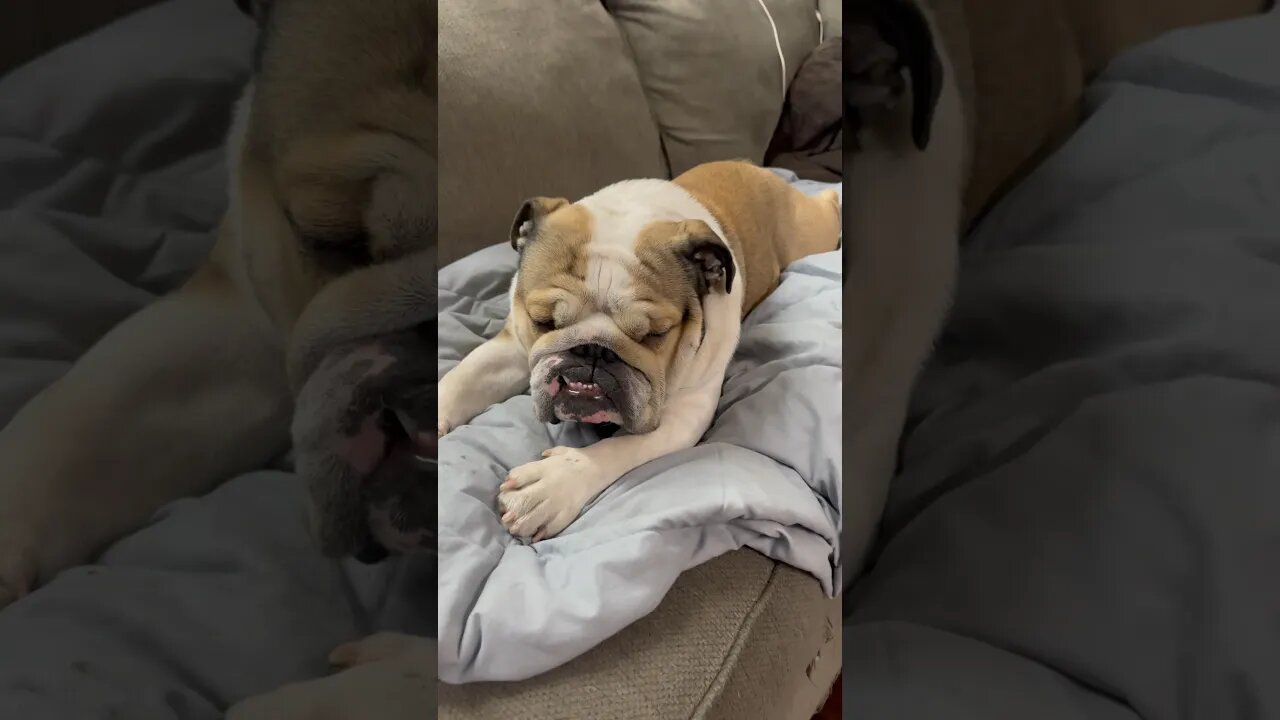 Is he asleep? 🤔 #dogsofyoutube