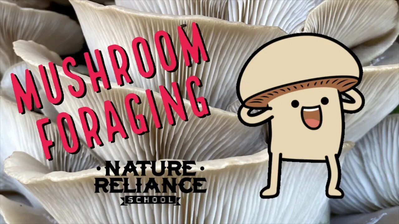 How to find edible mushrooms