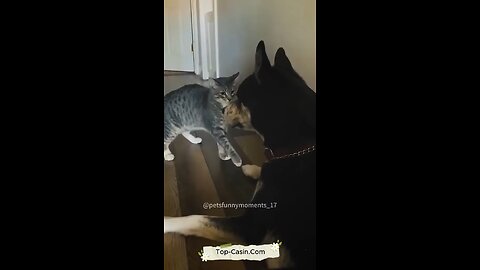 My cat is unlucky 😔 | cute dong and cat video |