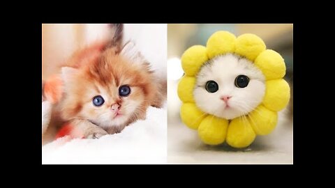 Cute and Funny Cat Videos Compilation