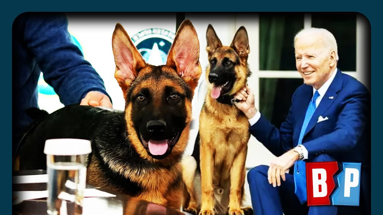 Biden's Dog Bites SEVEN People In 4 Months | Breaking Points