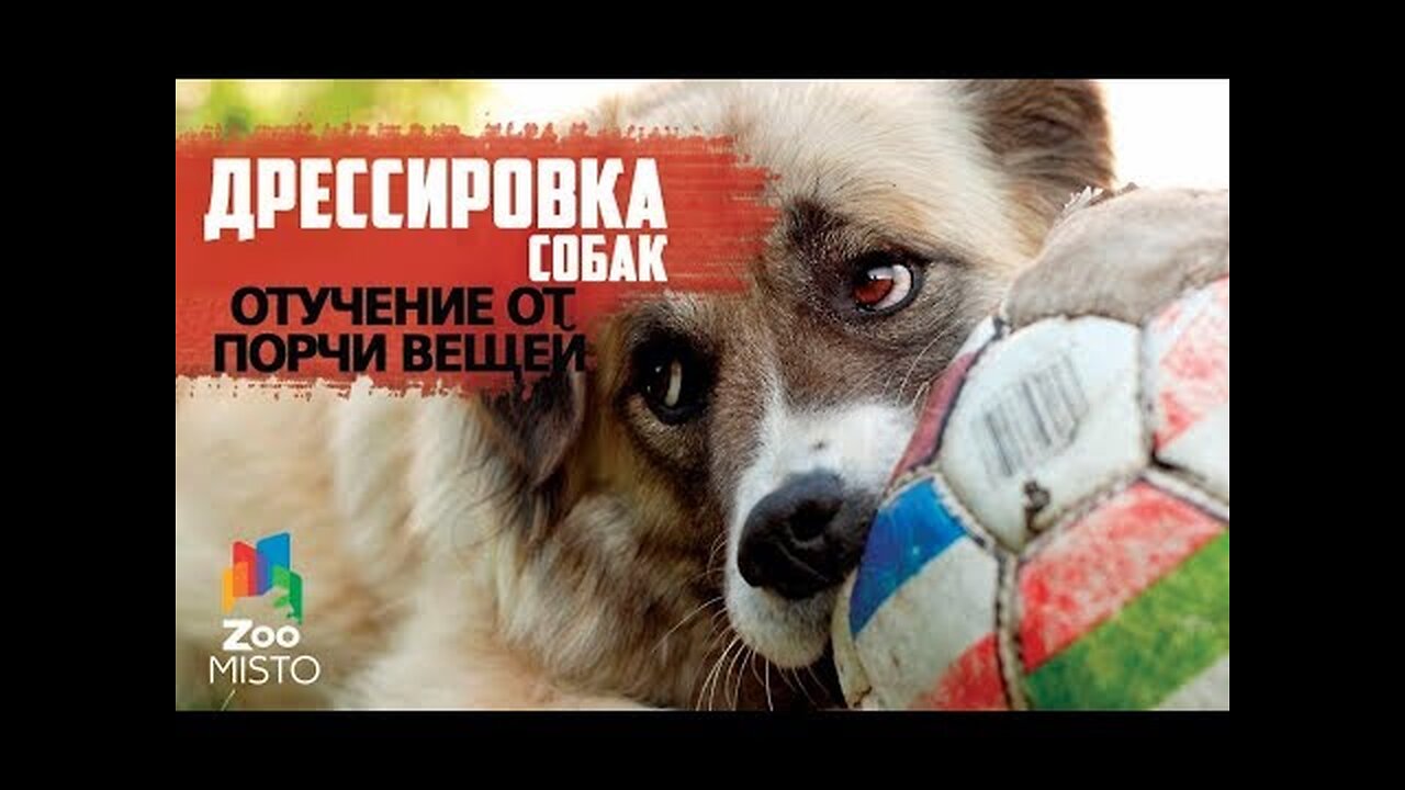 📹 Как отучить собаку от порчи вещей и мебели