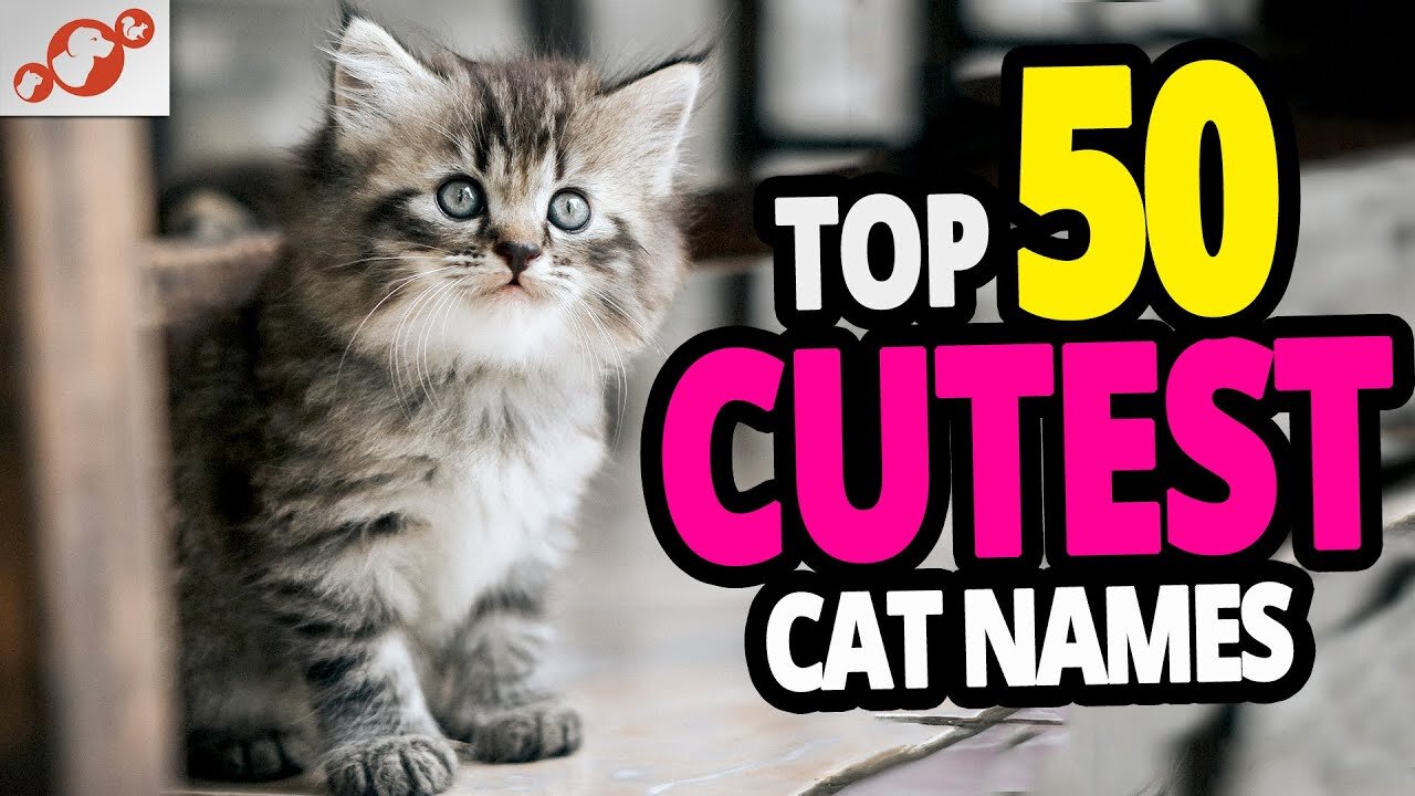 TOP 50 Cutest Cat Names For Females!