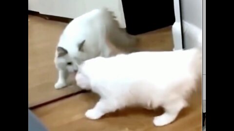 Funny Cat Goes Crazy When It Sees Itself in the Mirror #shorts