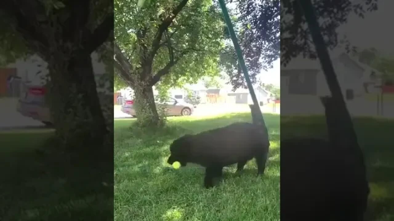 When butterflies pet the little dog, it seems that she loves it