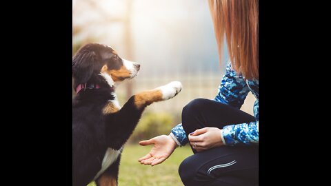 aggressive dog training for new and old dogs teach your dogs new tricks