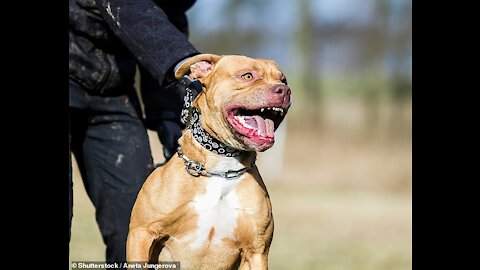 How to defend your self from dog attack. Self defense against dog attack