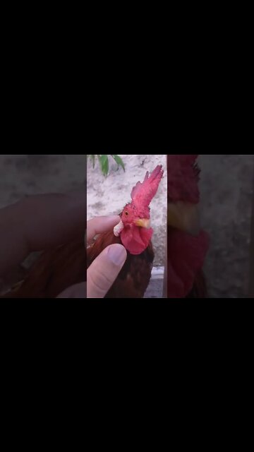 MEU GALO NÃO É GADO FEITO OS BOLSONARISTAS E PETISTAS