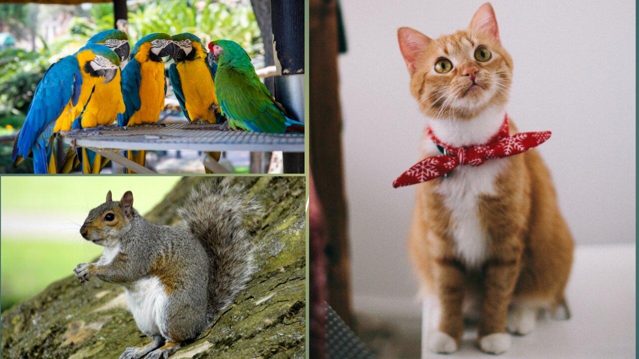 Cute pets & squirel