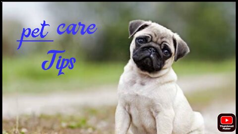 Dog Care Tips / Why is Drinking Water Poisoned? Pet Tips