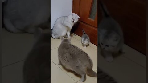 Crazy cats fight. Funny cat video