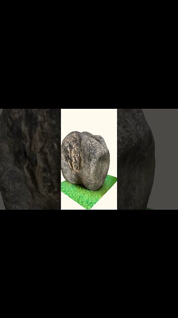 Giant Dinosaur Backbone! #viral #dinosaur #fossil #isleofwight