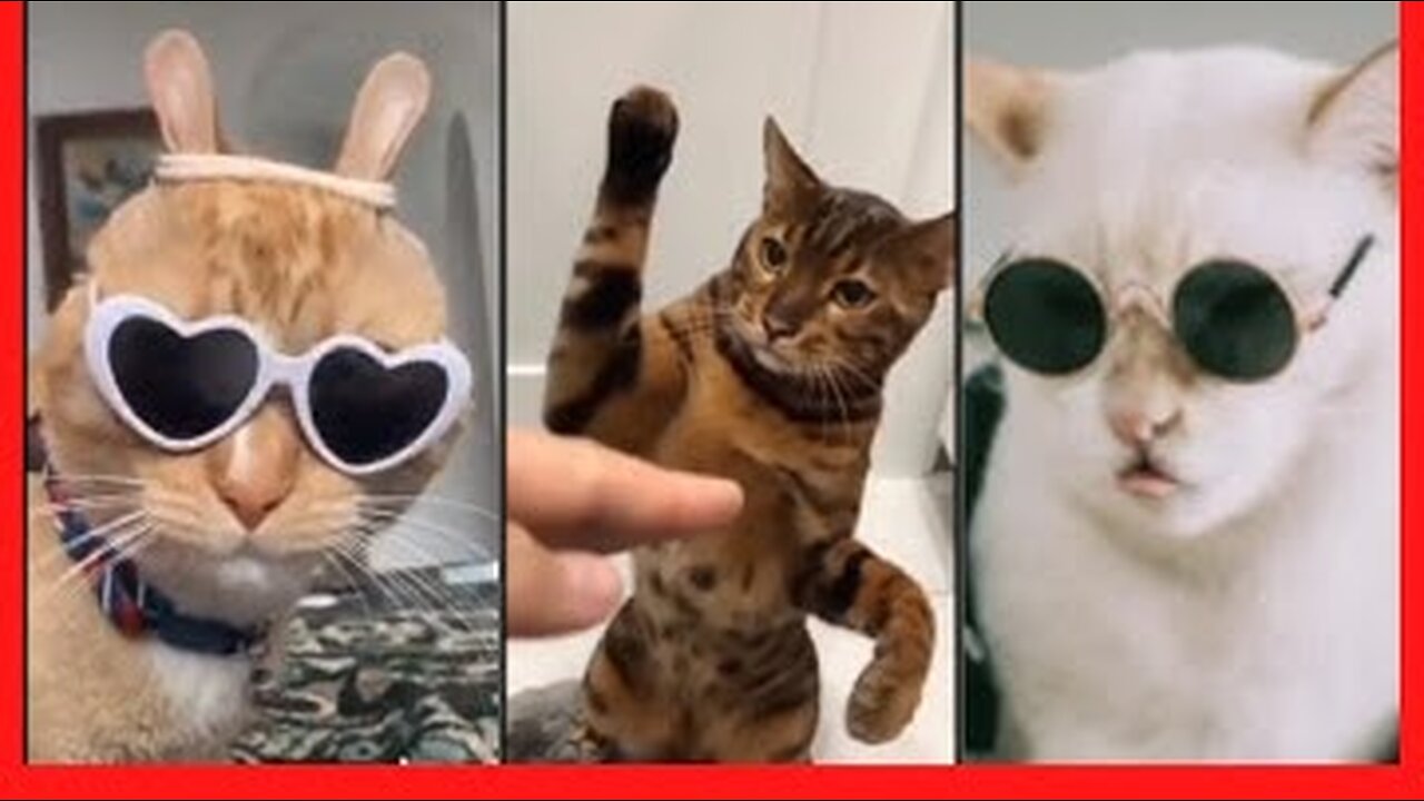 at Video Compilation - Funny Animal Moments - Funny Pet Videos - Healthy Cats
