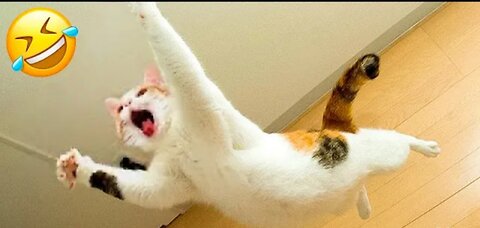 Funniest Cats and Dogs Videos 😍😍😍 Funny Animal 😸🐶 #Funny