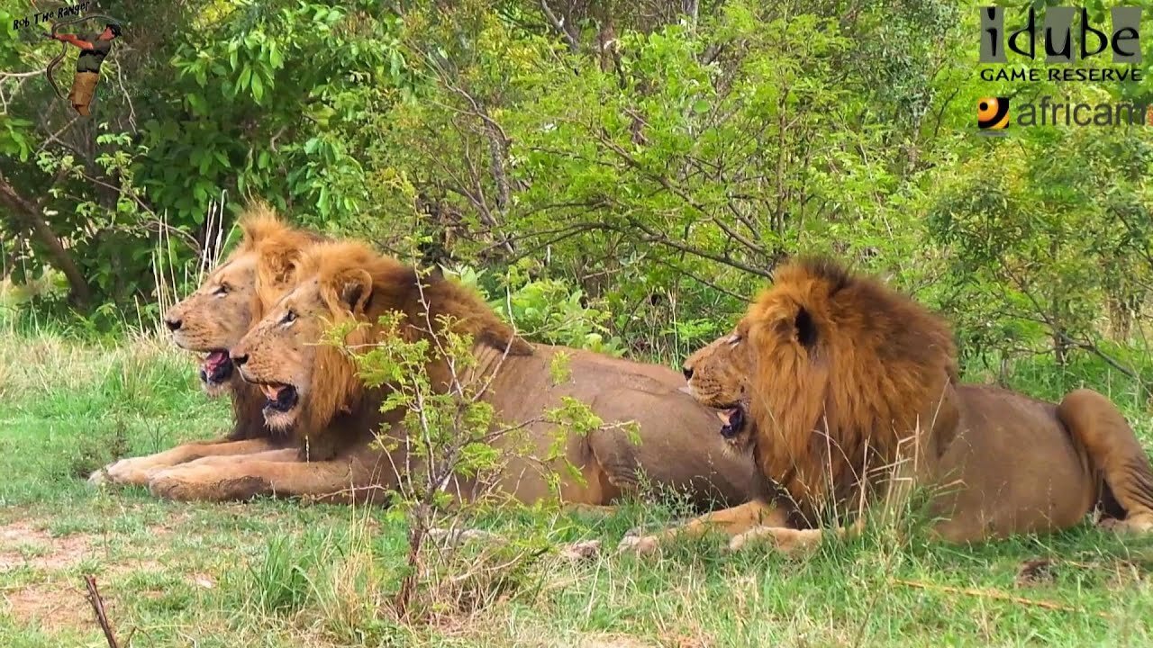 Magnificent African Male Lions