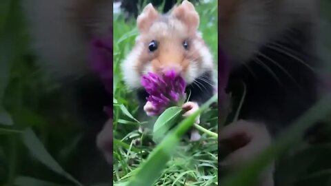 Have you ever seen a wild hamster?