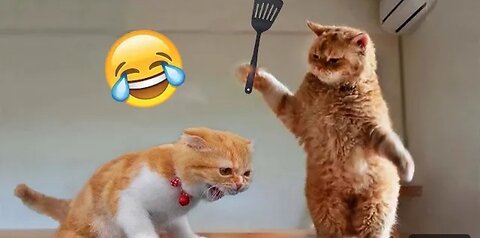 🐱 Funny cat videos | cute cats | Try not to laugh | Cat videos Compilation