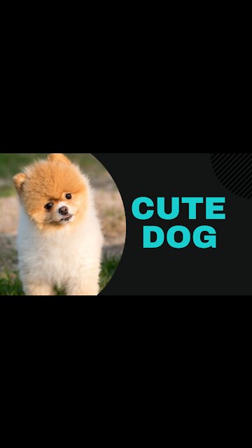 Cute dog