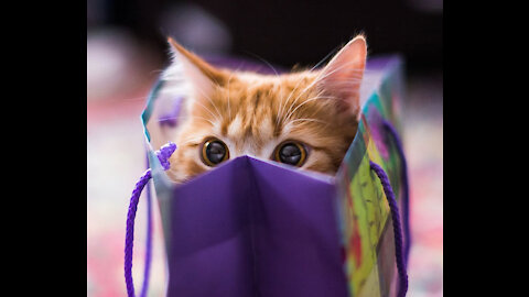 cat play with plastic bag