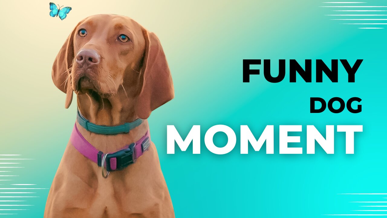 Funny dog moments