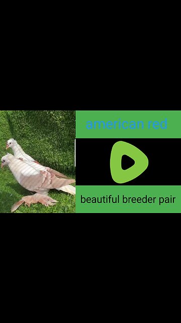 Sadal American breeder pair