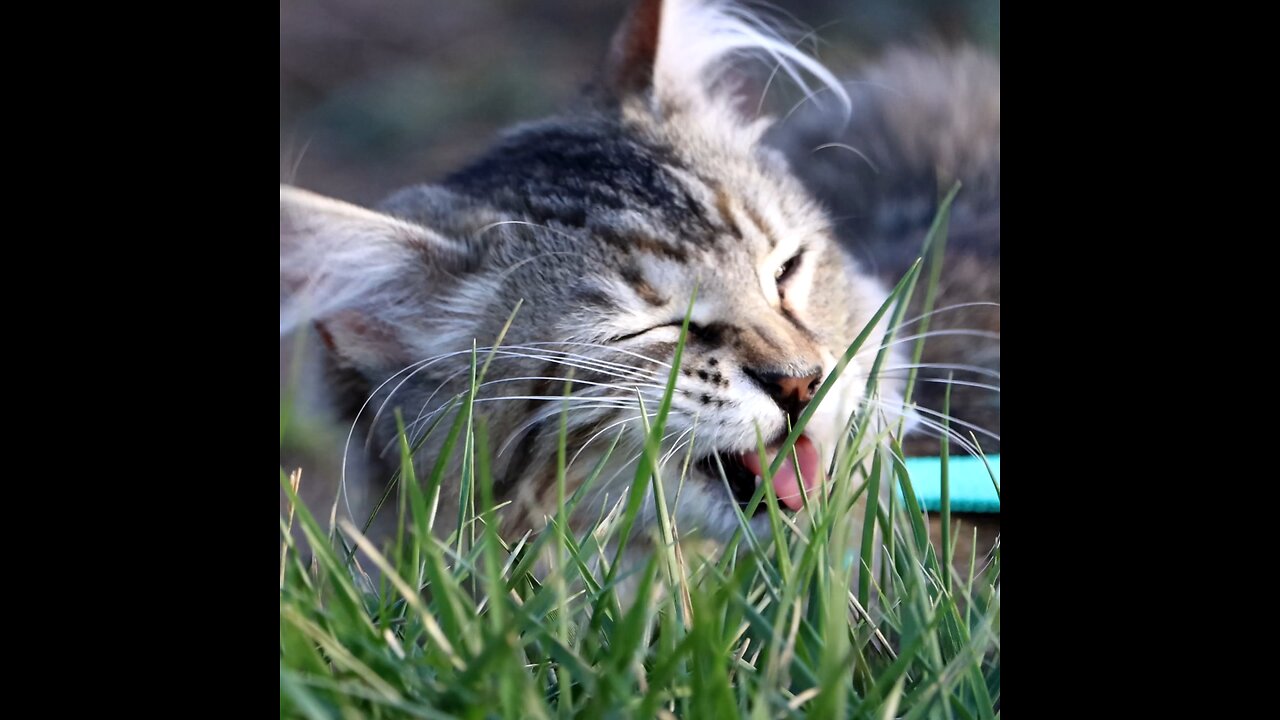 Leia Eating Grass