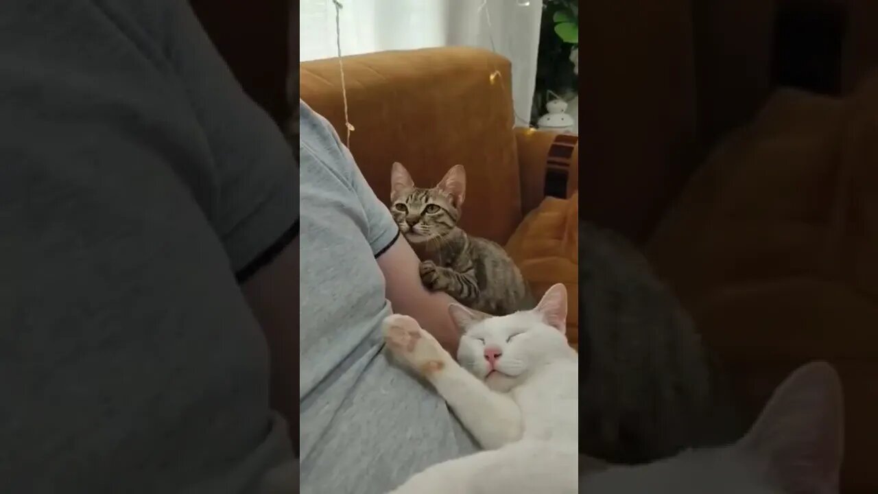 Always your best friend.. 😊 #shorts #cat #tiktok