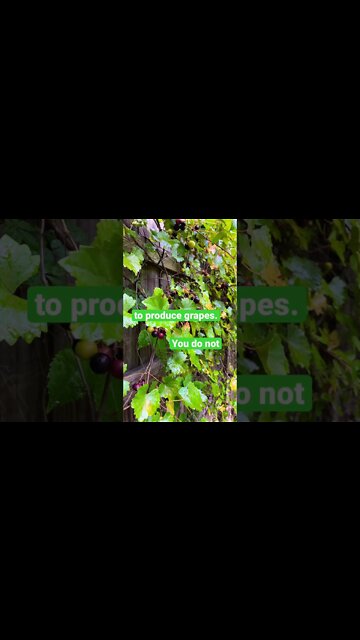 Morning Zen Perspective