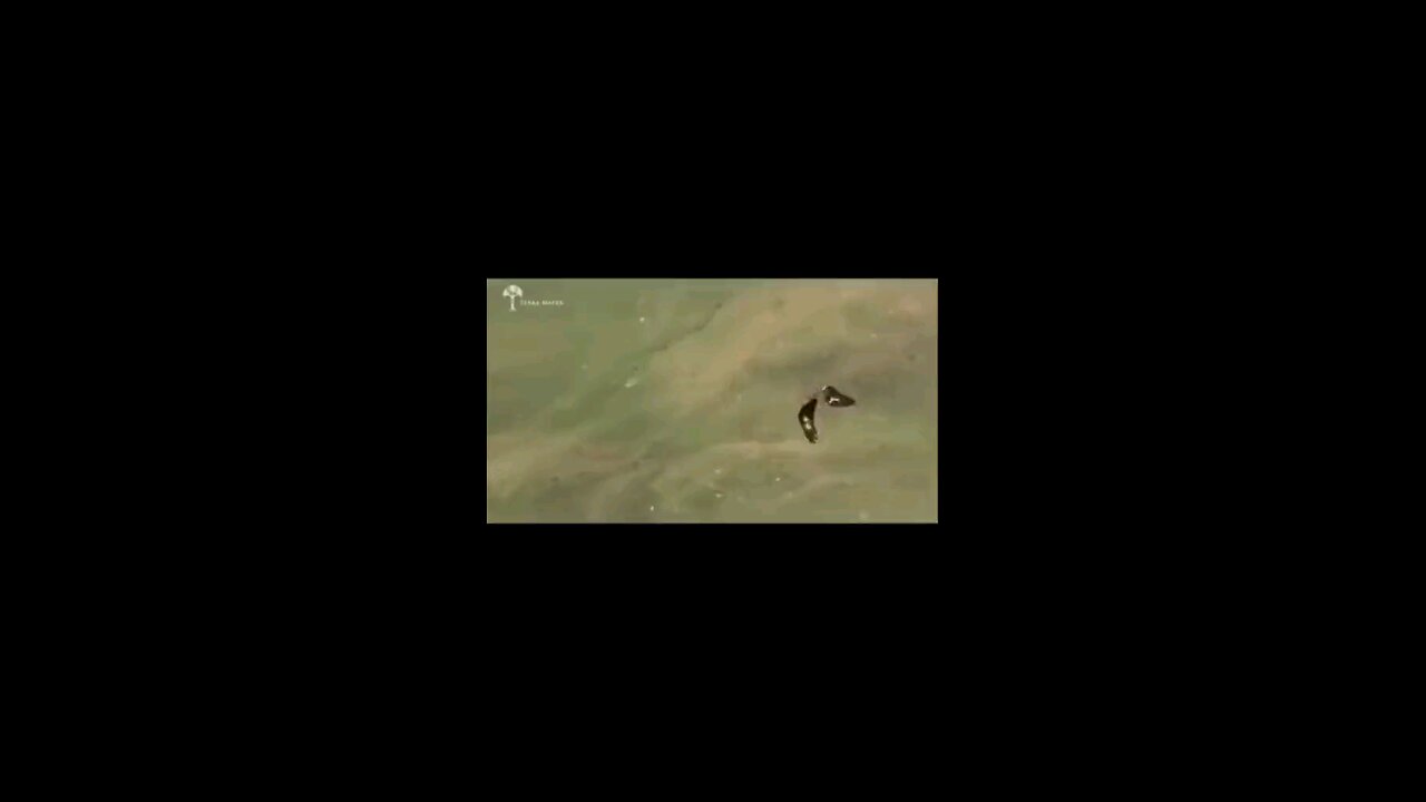 Eagle caught a goat