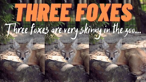 Three foxes