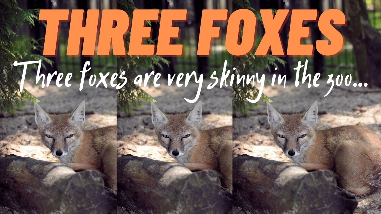 Three foxes