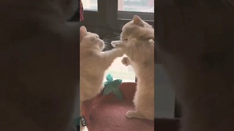 Cat Fight | Cat Videos #funny #reels #shorts