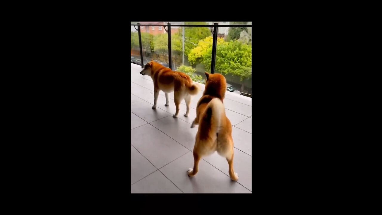 Funny Animals Video