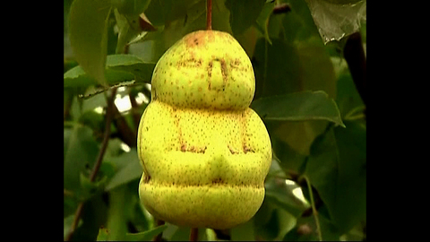 Man Grows Baby-Shaped Fruit