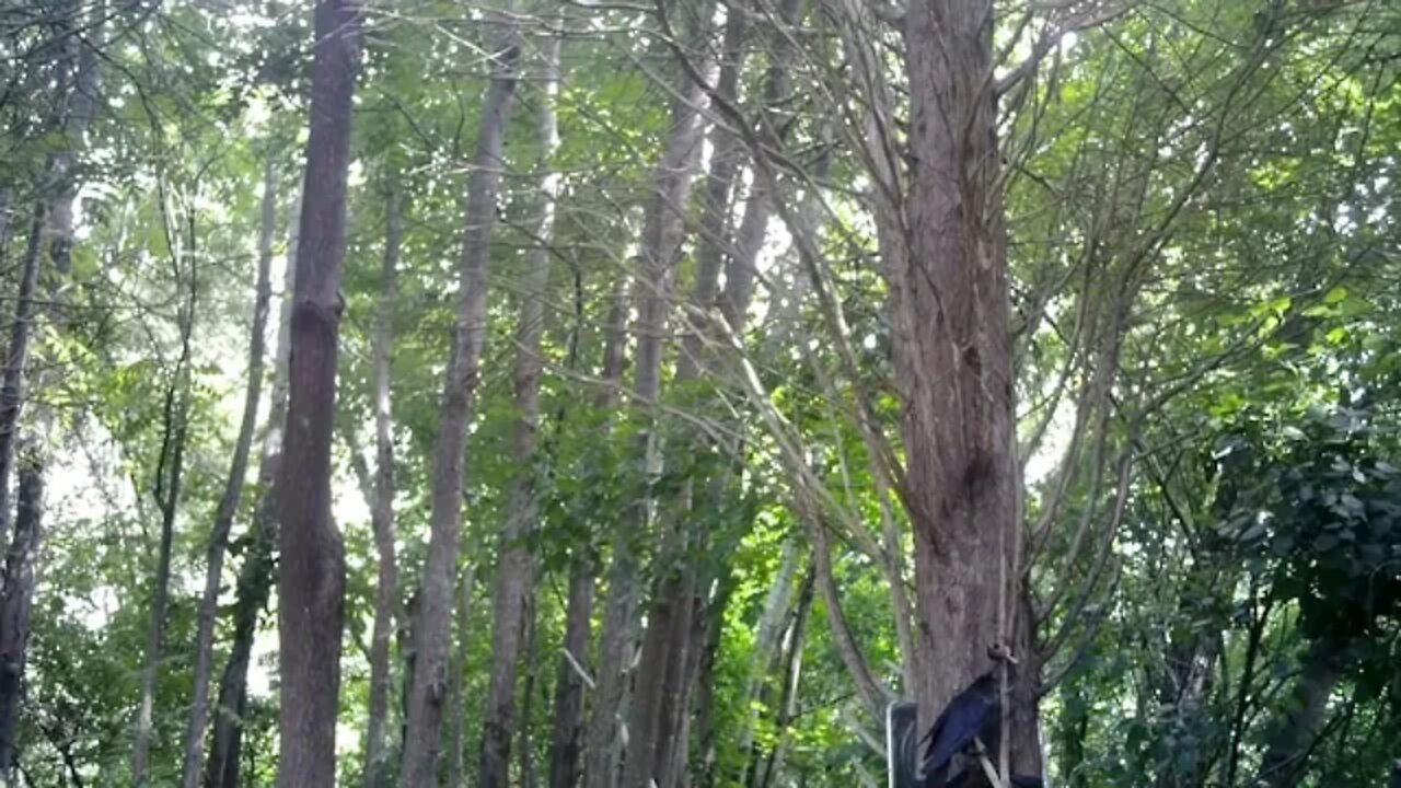 Crows loved the Trout Tree