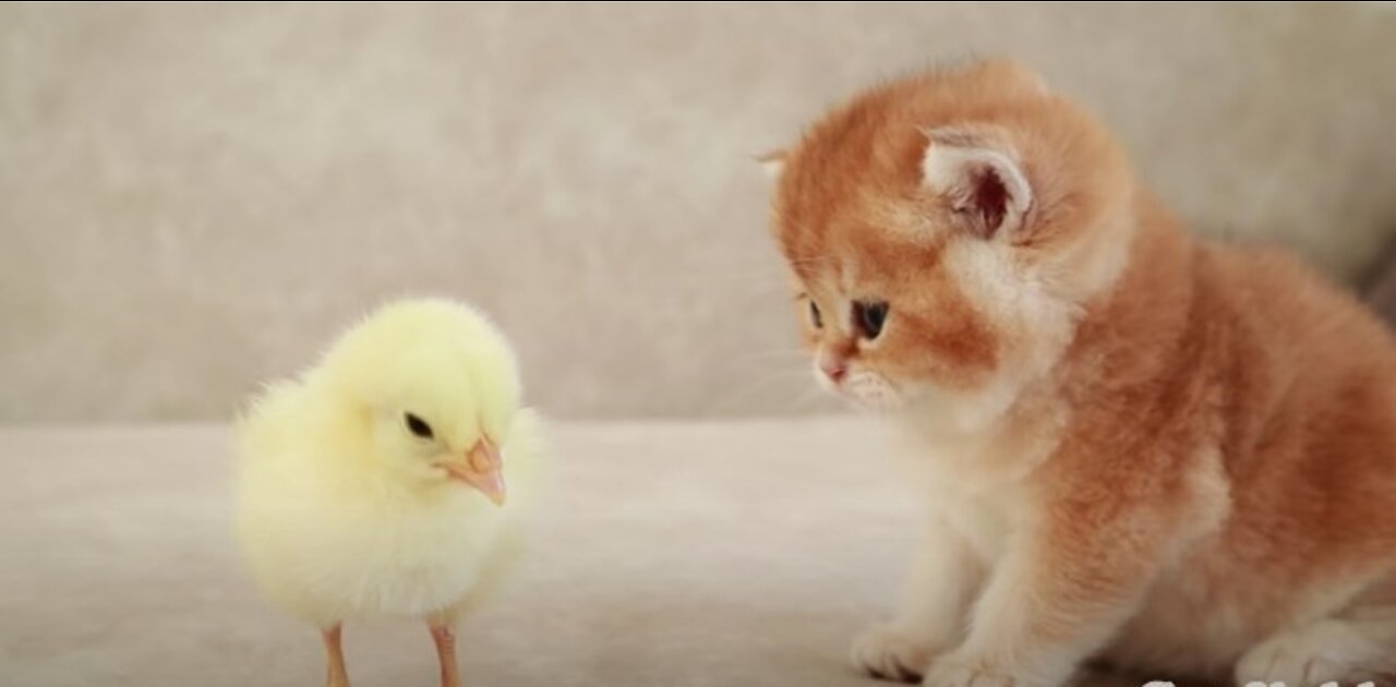 Kitten bonding with chicken | cute cat video sleeping sweetly with a chicken