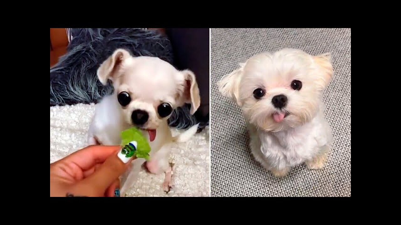 Funny Dogs Videos Compilation