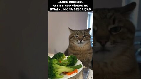 segundo dia na dieta